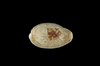 藏品(愛龍寶螺)的圖片